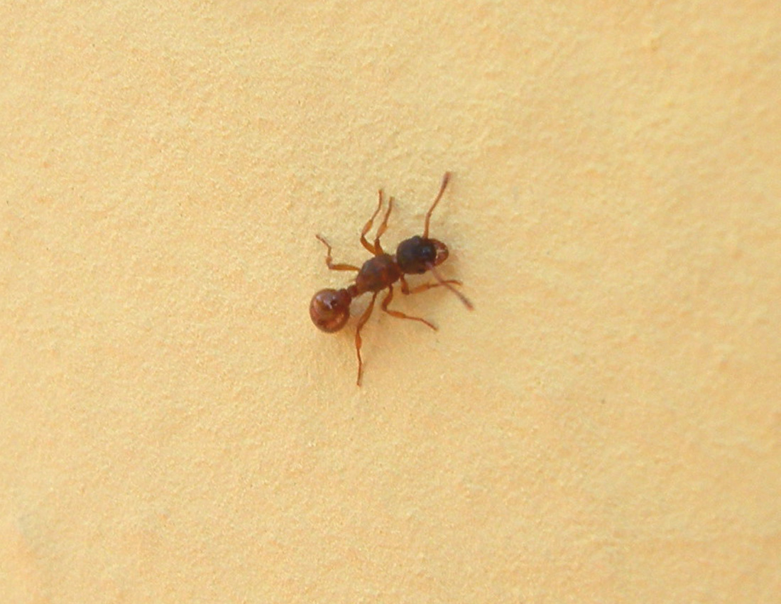 Formica sul muro: regina di Myrmica sp.